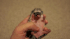 刺猬 hedgehog