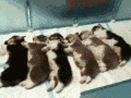 生活 宠物 开饭 伙计 搞笑 萌 gif