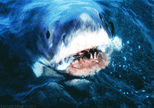 鲨鱼 shark 张口 血口大盆