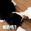 猫猫 地板 淘气 喝奶吗