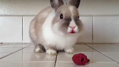 兔子 动物 可爱 吃