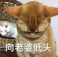 萌宠 猫星人 向老婆低头 道歉 搞怪 呆萌
