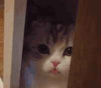 喵星人 萌 吐舌头 大眼 大眼萌 低头