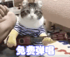 免费弹唱 卖萌