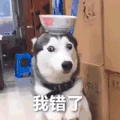 萌宠 汪星人 我错了 道歉 呆萌 可爱