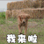 我来啦 狗狗 奔跑 可爱