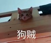 萌宠 喵星人 狗贼 你往哪跑 呆萌 搞怪