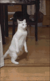 猫咪 可爱 模仿 站立