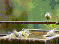 鸟 bird 嬉戏 玩耍