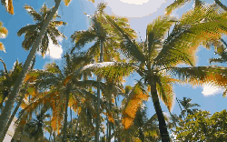 Around&the&world Punta&Cana&in&4K 多米尼加共和国 太阳 晴天 椰子树 纪录片 蓬塔卡纳 阳光 风景