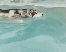 小狗 游泳 水 鳄鱼