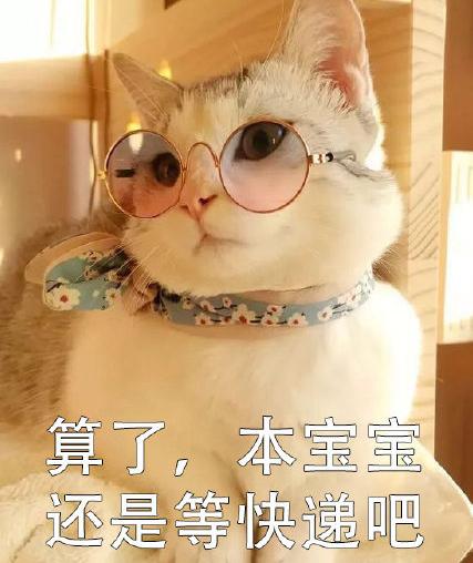 萌宠 可爱 喵星人 买买买 双11