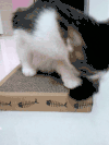 猫咪 尾巴 可爱 搞笑