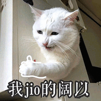 萌宠 猫咪 猫 喵星人 点赞 我觉得可以 我jio的阔以 赞