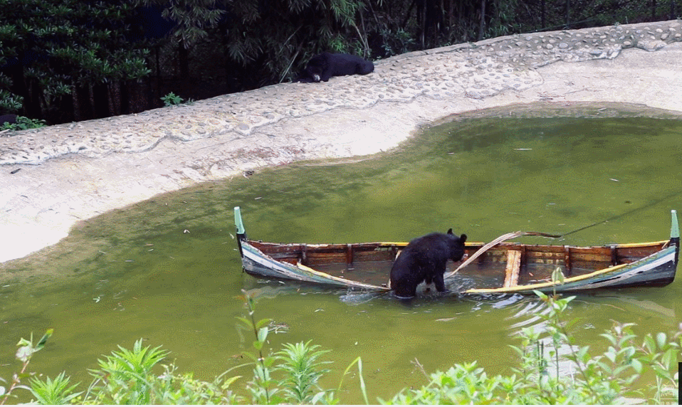 黑熊 小船 休息 划船