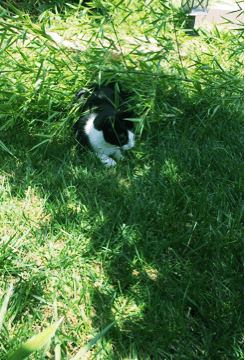 猫咪 阳光 草地 顽皮