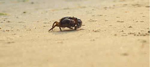 动物 可爱 本草中国 爬行 纪录片 螃蟹