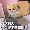 萌宠 喵星人 怎么还不回我 怎么不理我了 憨憨 可爱