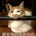 安排 明明白白 猫