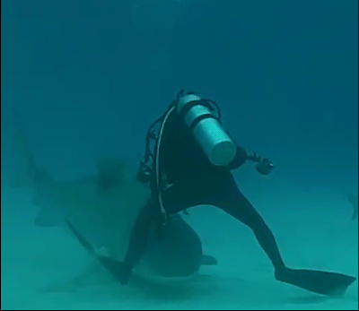 鲨鱼 潜水 海洋 水族馆