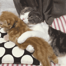 猫咪 舔舔 搂抱 太有爱了