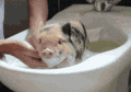 小猪 洗澡 搞笑 可爱