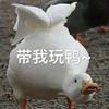萌宠 鸭子 带我玩鸭 邀请 呆萌 可爱