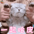 萌宠 猫咪 猫 开心 一起 哈皮 soogif soogif出品