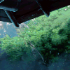 风景 美景 下雨 雨 屋檐