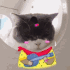 动态图 萌宠 喵星人 猫咪 搞怪