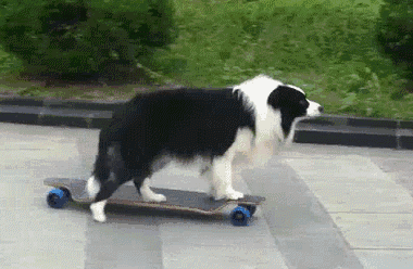 狗狗  有才  搞笑  玩滑板  可爱