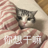 萌宠 喵星人 你想干嘛 害羞 呆萌 可爱