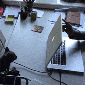 笔记本 猫 关上 跳