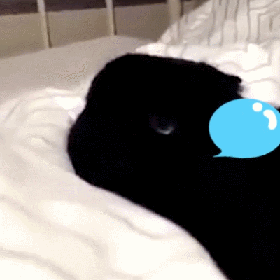 萌宠 黑猫 眨眼