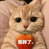 萌宠 猫星人 我胖了 无辜 呆萌 可爱
