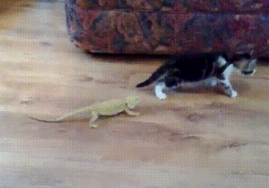 吓死了 猫咪 蜥蜴 惊吓