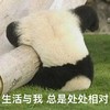 萌宠 熊猫 生活于我总是处处作对 我摔倒了 呆萌 搞怪