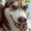 汪星人 狗狗 可爱 萌宠