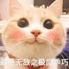 萌宠 猫星人 超级无敌乖巧 快夸我 害羞 呆萌 可爱