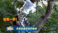 大树 树林 绿叶 摔倒