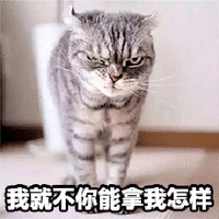 萌宠 猫咪 猫 我就不 你能拿我怎样 嚣张 生气