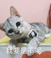 萌宠 猫星人 我要是不呢 威胁 呆萌 可爱