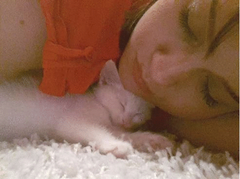 可爱 猫咪 动图 女神