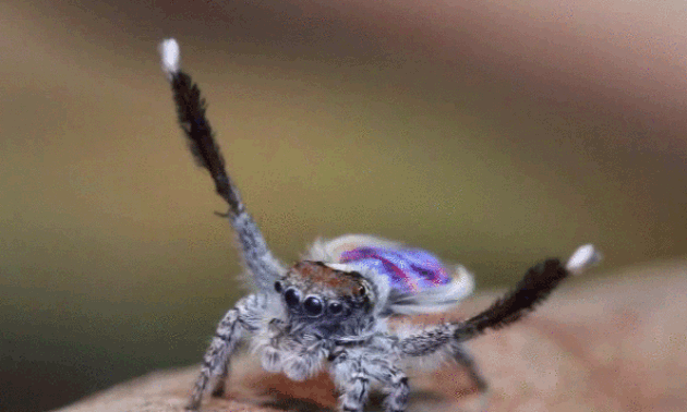 美国 夏威夷群岛 特有蜘蛛 笑脸蜘蛛