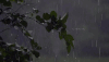 下雨 雨滴 绿叶 晃动