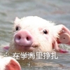 萌宠 小猪 在学海里挣扎 无奈 呆萌 可爱