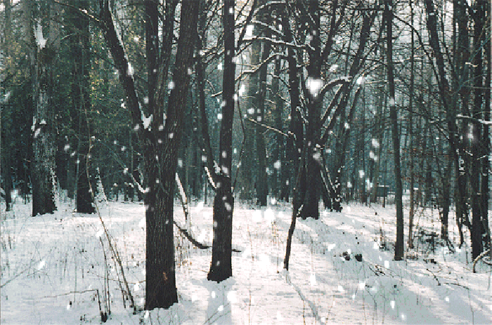 插画 下雪 唯美 意境 树林 大自然