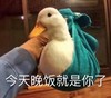 萌宠 小鸭子 今天晚饭就是你了 就吃这个 搞怪 逗