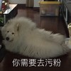 去污粉 狮子狗 搞笑 可爱