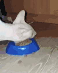 喵星人 吃饭 猫粮 眼神
